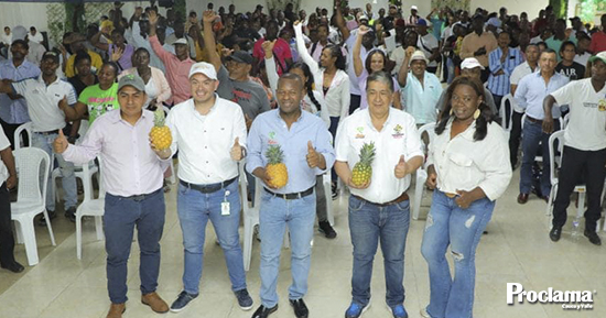 La-pina-de-la-paz-se-cultiva-en-el-Norte-del-Cauca-1.jpg