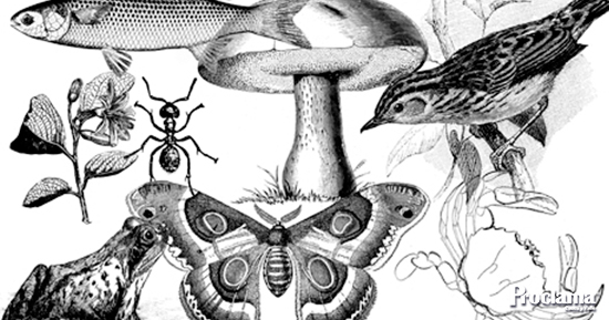PostTaxonomia.jpg