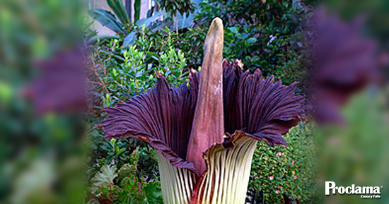 LA-FLOR-MAS-FEA-DEL-MUNDO1.jpg