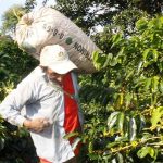 Año viejo cafetero