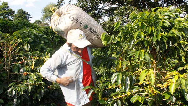 Ano-viejo-cafetero.jpg