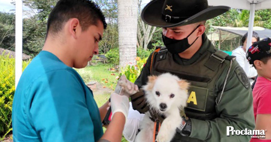 Los-animales-no-quedaran-desamparados-en-Popayan.jpg