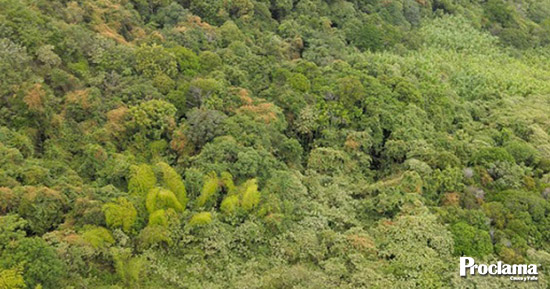 Metro-Cali-entrego-bosque-reforestado-a-la-ciudad-1.jpg