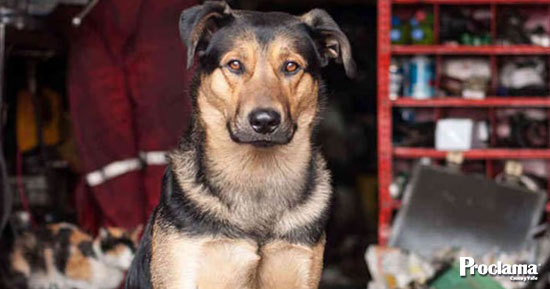 Mas-firme-que-perro-de-taller-1.jpg