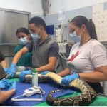 DAGMA realizó cirugía vital para salvar a boas afectadas con un virus