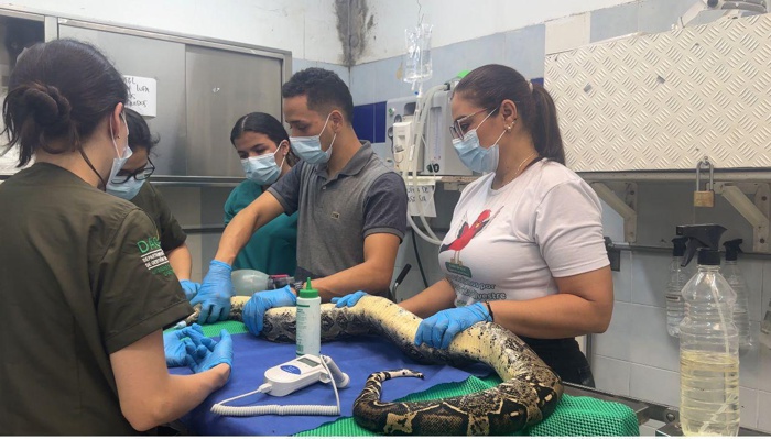 DAGMA-realizo-cirugia-vital-para-salvar-a-boas-afectadas-con-un-virus-1.jpg