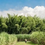 Agroindustria de la caña anuncia gran corredor biodiverso en el río Cauca