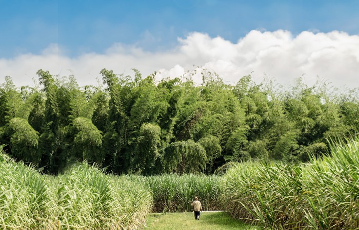Agroindustria de la caña anuncia gran corredor biodiverso en el río Cauca 8 Agroindustria de la caña anuncia gran corredor biodiverso en el río Cauca 8