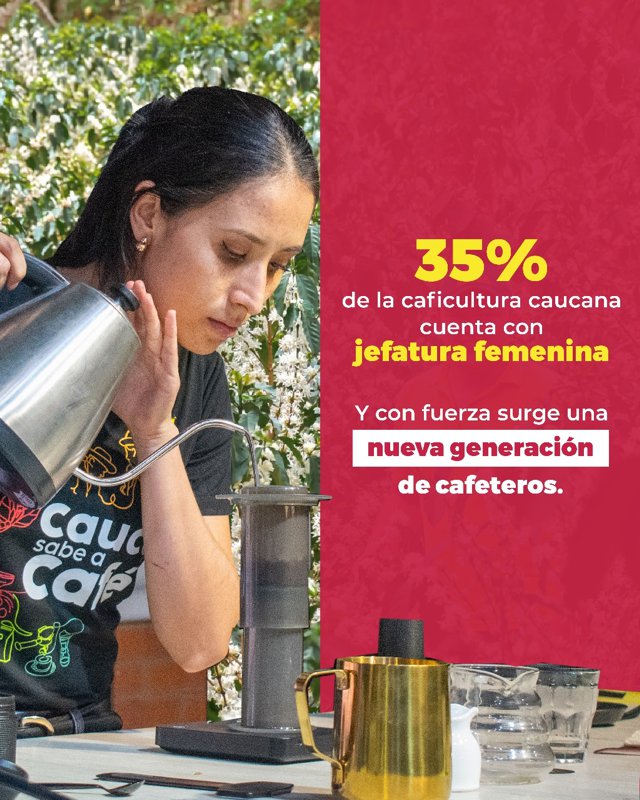 Cauca fortalece su liderazgo cafetero con producción récord10 Cauca fortalece su liderazgo cafetero con producción récord10