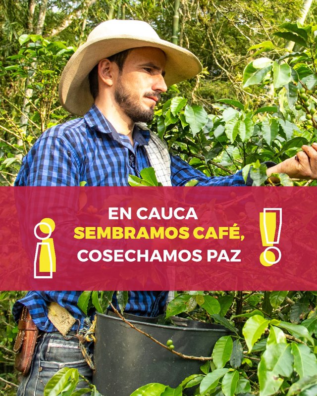 Cauca fortalece su liderazgo cafetero con producción récord12 Cauca fortalece su liderazgo cafetero con producción récord12