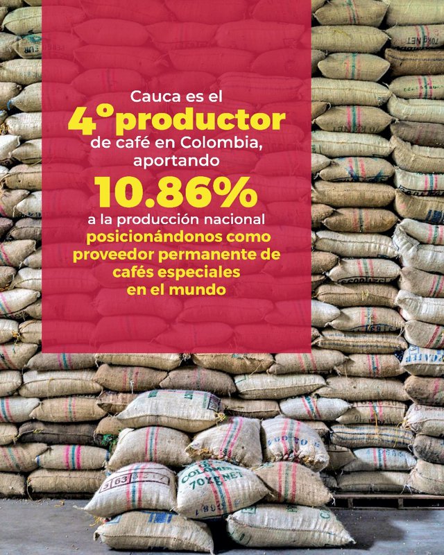 Cauca fortalece su liderazgo cafetero con producción récord6 Cauca fortalece su liderazgo cafetero con producción récord6