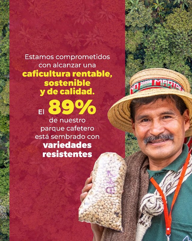Cauca fortalece su liderazgo cafetero con producción récord8 Cauca fortalece su liderazgo cafetero con producción récord8