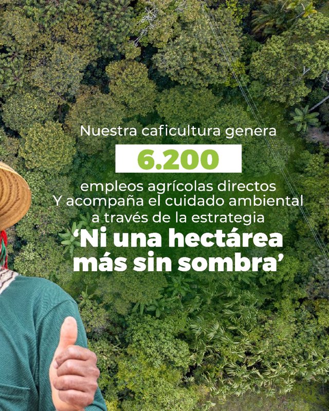 Cauca fortalece su liderazgo cafetero con producción récord9 Cauca fortalece su liderazgo cafetero con producción récord9