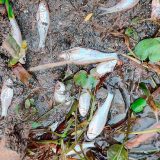 Investigan mortandad de peces en el río Sonso