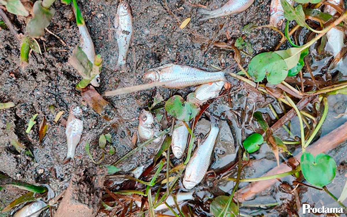 Investigan-mortandad-de-peces-en-el-rio-Sonso.jpg