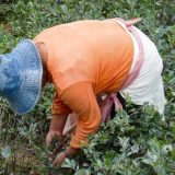 Comunidades de Jamundí y Buenaventura sin respaldo estatal para cultivos lícitos