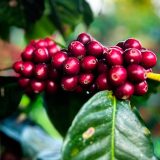 El Cauca entra en su temporada cafetera clave