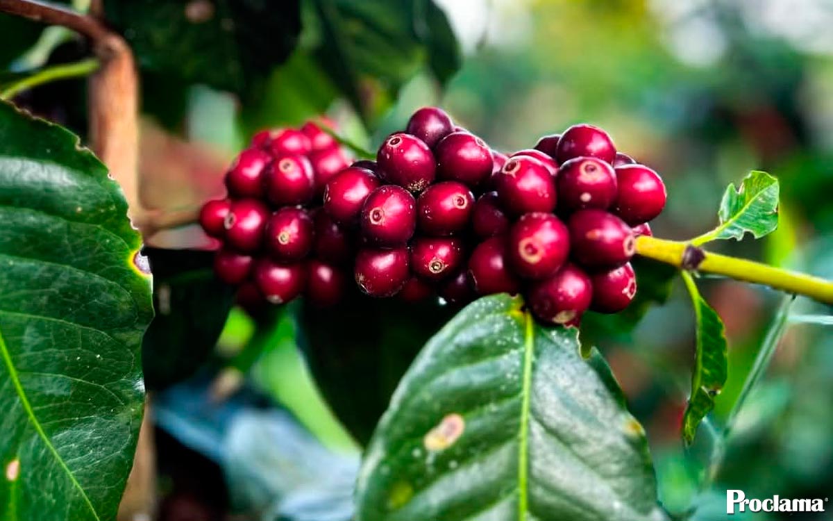 El-Cauca-entra-en-su-temporada-cafetera-clave.jpg