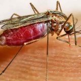 Valle sigue libre de fiebre amarilla