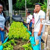 Caloto expande hectáreas de cacao
