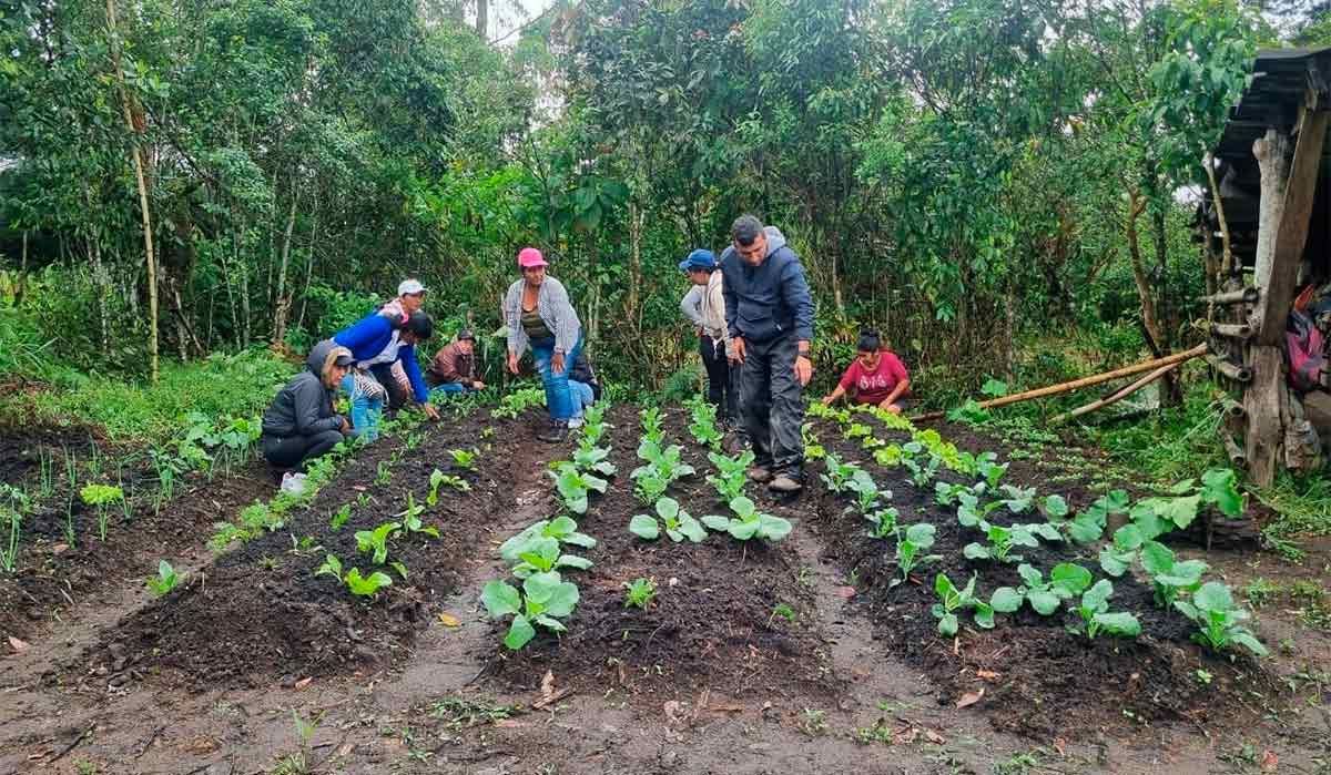 Huertas-caseras-refuerzan-seguridad-alimentaria-en-Cajibio.jpg