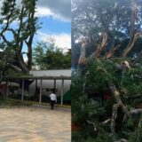 Caída de árbol en club recreativo de Buga