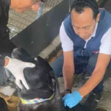 Vacunan mascotas en zona rural de Miranda
