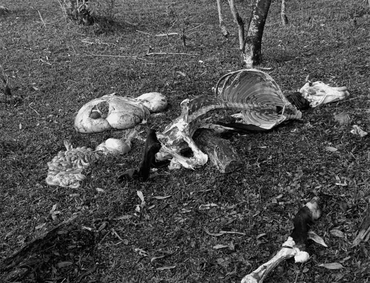 Ganaderos-del-Cauca-alertan-por-descarne-de-ganado2.jpg