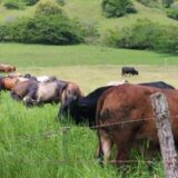 Avanzan proyectos productivos de reinsertados de las FARC