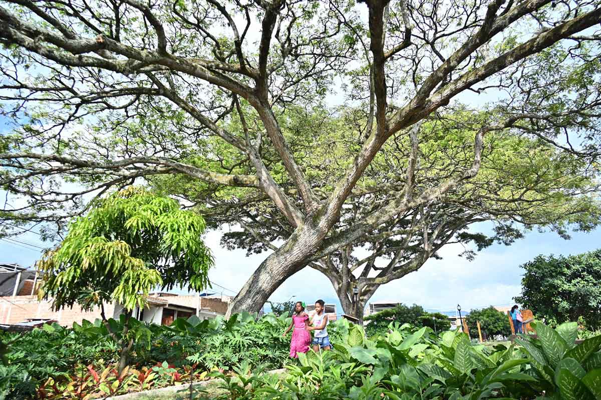 Bosque-Urbano-en-El-Cerrito---Valle---CVC