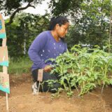 Huertas interculturales en Caloto siembran soberanía alimentaria