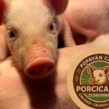 El sueño de Porcicauca que transforma al Cauca desde el campo