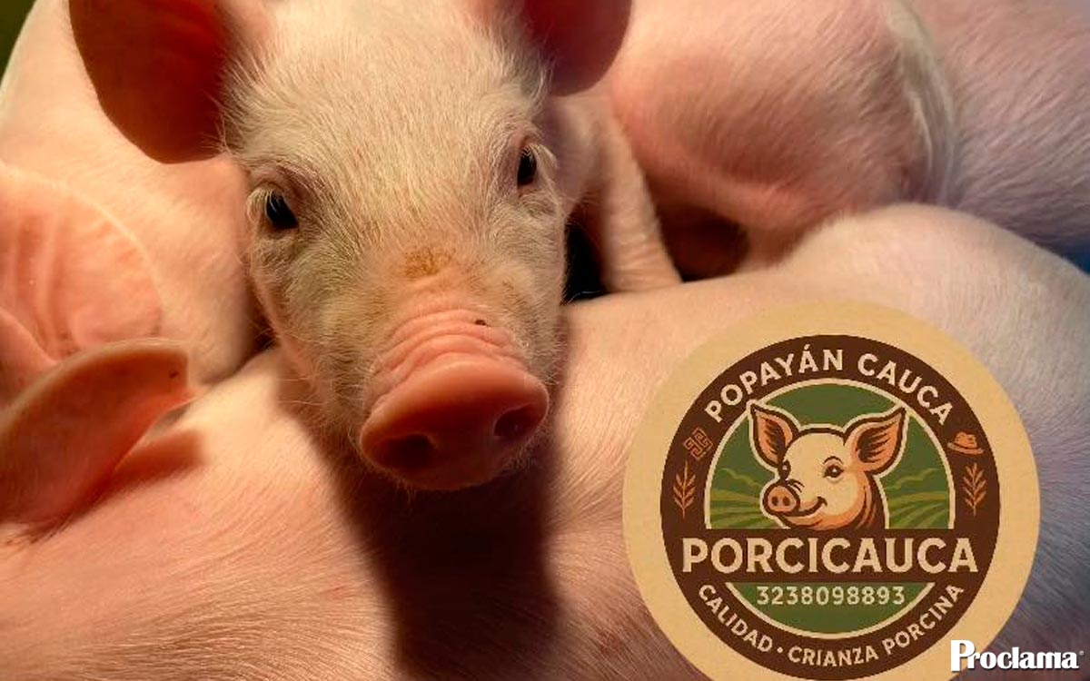 El-sueño-de-Porcicauca-que-transforma-al-Cauca-desde-el-campo El-sueño-de-Porcicauca-que-transforma-al-Cauca-desde-el-campo