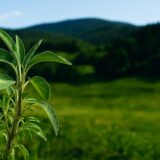 Salvia, planta que cura y no cuesta nada