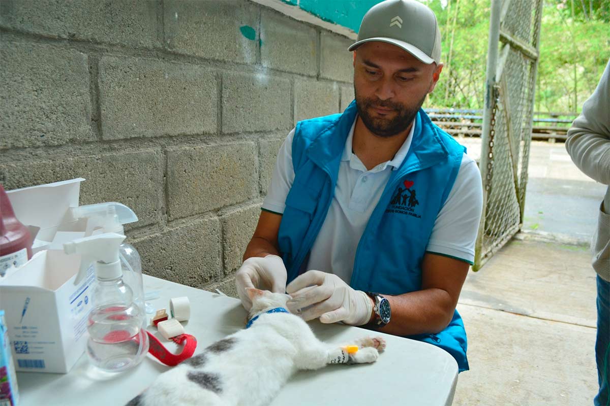 El-Tambo-realizo-jornada-de-esterilizacion-para-220-caninos-y-felinos.jpg