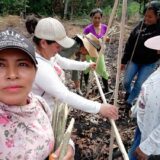Mujeres rurales lideran proyectos productivos en Cajibío