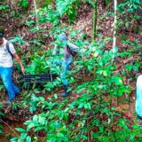 Comunidades de Caloto reforestan zonas estratégicas del municipio