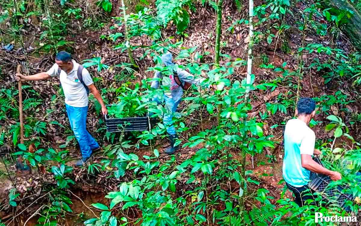 Comunidades-de-Caloto-reforestan-zonas-estrategicas-del-municipio.jpg