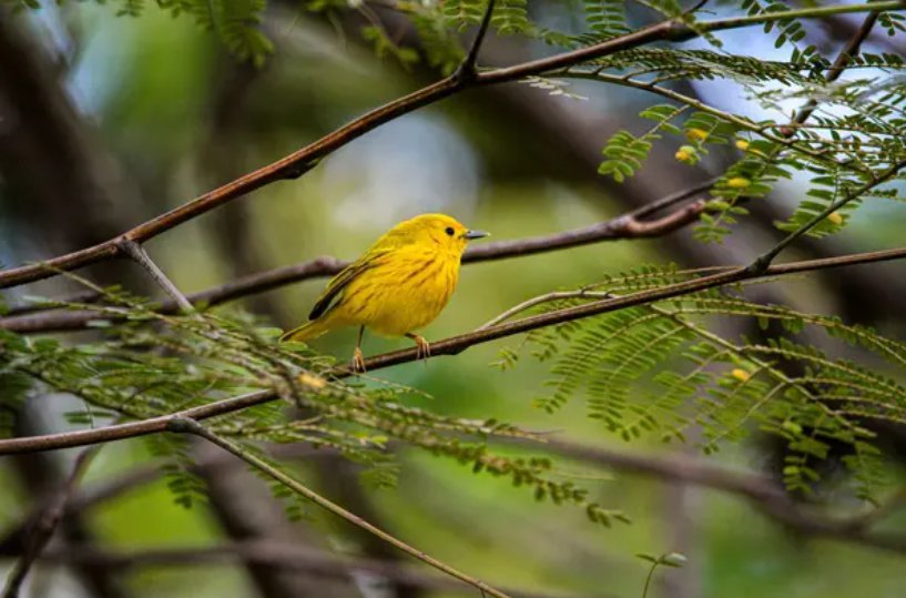 Avistamiento-de-aves-en-Pance-Magico-abre-el-2026-en-el-Valle-del-Cauca.jpg