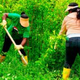 Comunidades afro dejan la coca y reciben tierra