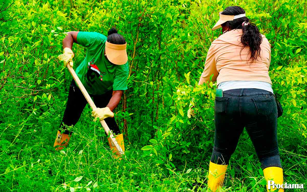 Comunidades-afro-dejan-la-coca-y-reciben-tierra-2.jpg