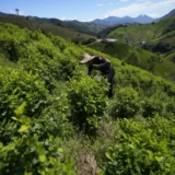 Campesinos del Cañón del Micay rechazan fumigación aérea y denuncian vulneraciones de derechos humanos en el Cauca