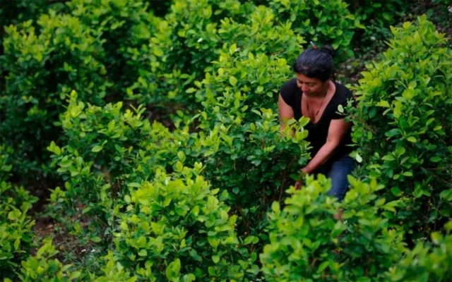Campesinos del Cañón del Micay rechazan fumigación aérea y denuncian vulneraciones de derechos humanos en el Cauca
