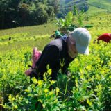 Comunidades se movilizan hoy contra el glifosato