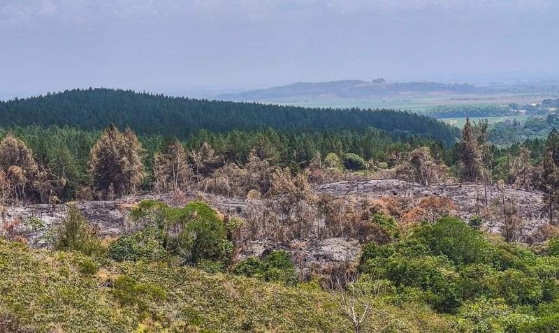 Consecuencias de las omisiones activas de la autoridad ambiental Consecuencias de las omisiones activas de la autoridad ambiental