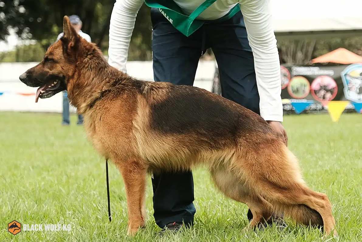 Día Mundial del Perro de Trabajo. Héroes de cuatro patas