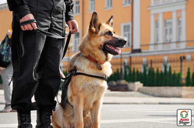 Día Mundial del Perro de Trabajo: héroes de cuatro patas