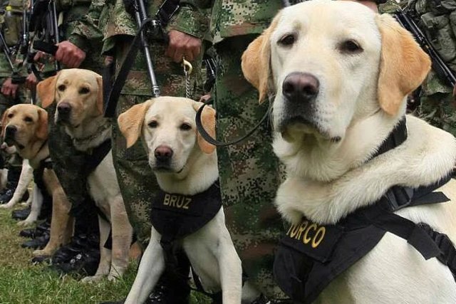 Día Mundial del Perro de Trabajo: héroes de cuatro patas
