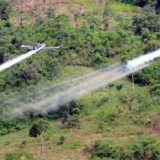 El Patía rechaza fumigaciones con glifosato