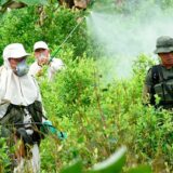 Estos son los 17 municipios del Cauca donde iniciará fumigación